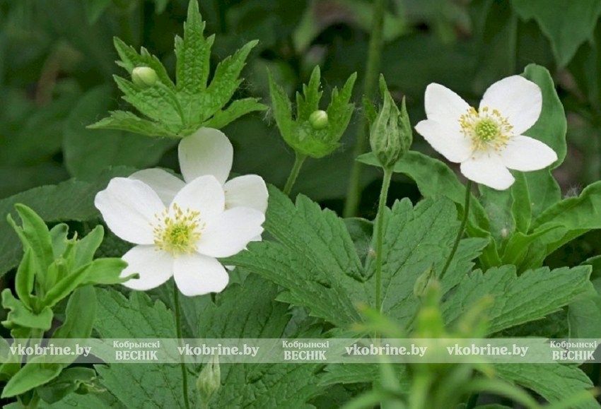 Смотреть, но не трогать: как не «попасть» на крупный штраф во время весенней прогулки