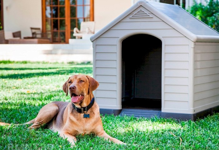 Владельцев собак в частном секторе ждёт двойная ответственность: нужна регистрация и отчёт о смерти