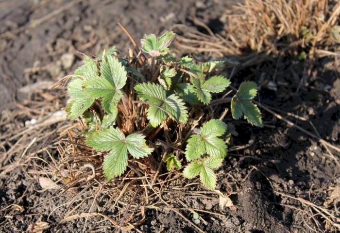 Клубника после зимы: как правильно ухаживать за грядками весной – пошаговая инструкция