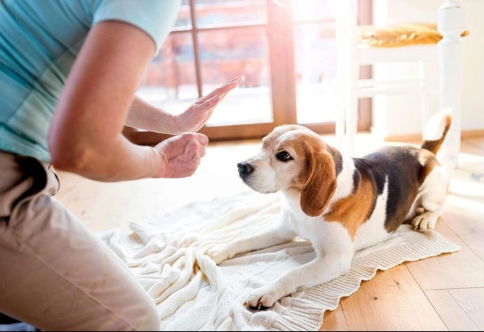 Почему при дрессировке собаки нельзя повторять команду по несколько раз