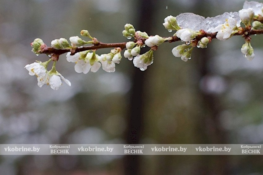Погода удивит: Беларусь накроют заморозки до −5 °C