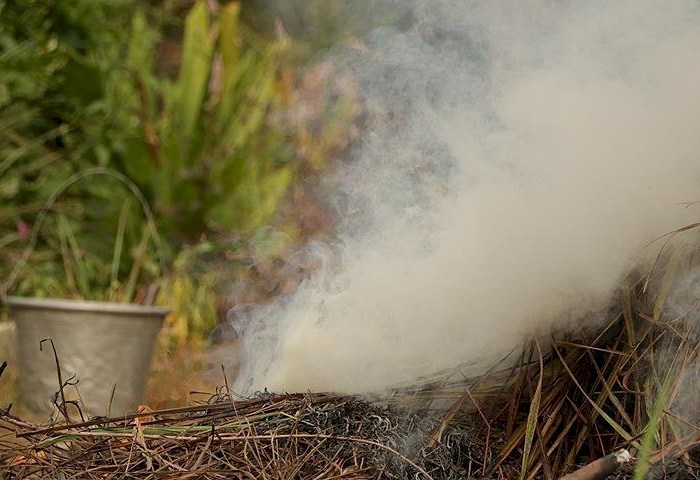 Как спасти растения от апрельских заморозков