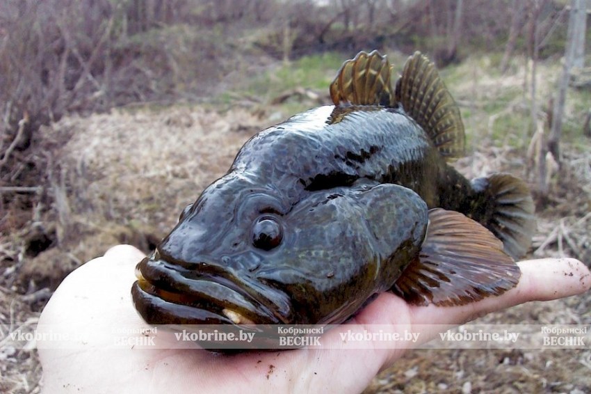 От сомика до солнечного окуня: учёные отслеживают угрозу для белорусских водоёмов
