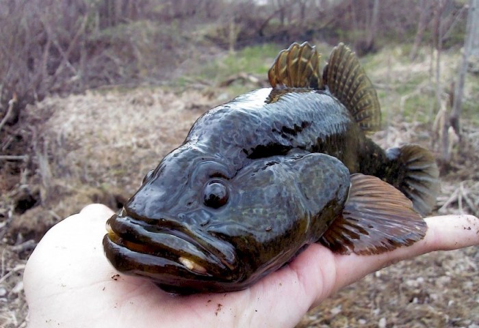 От сомика до солнечного окуня: учёные отслеживают угрозу для белорусских водоёмов