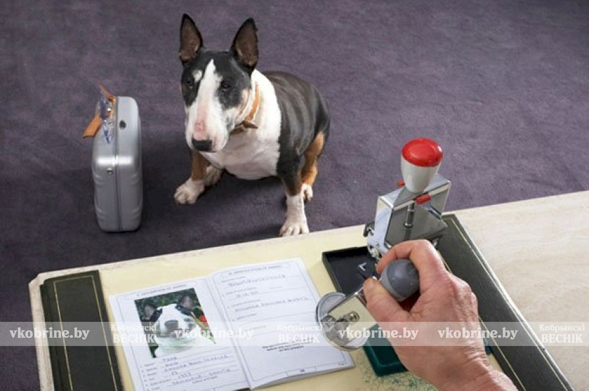 Какие документы нужны для регистрации домашнего животного? А, если оно опасное?