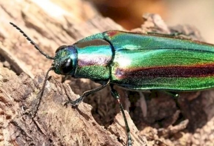 Не пропустите угрозу: в Беларуси появился жук, способный погубить деревья за пару лет