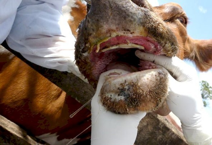 Ящур: от фермы до стола — где подстерегает опасность?