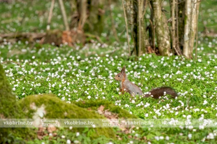 Безопасные праздники: гослесохрана усилит дежурства на Радоницу