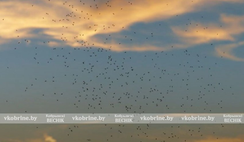 Сезон мошек на Кобринщине: как пережить пик активности, рассказал специалист Кобринского ЗЦГиЭ