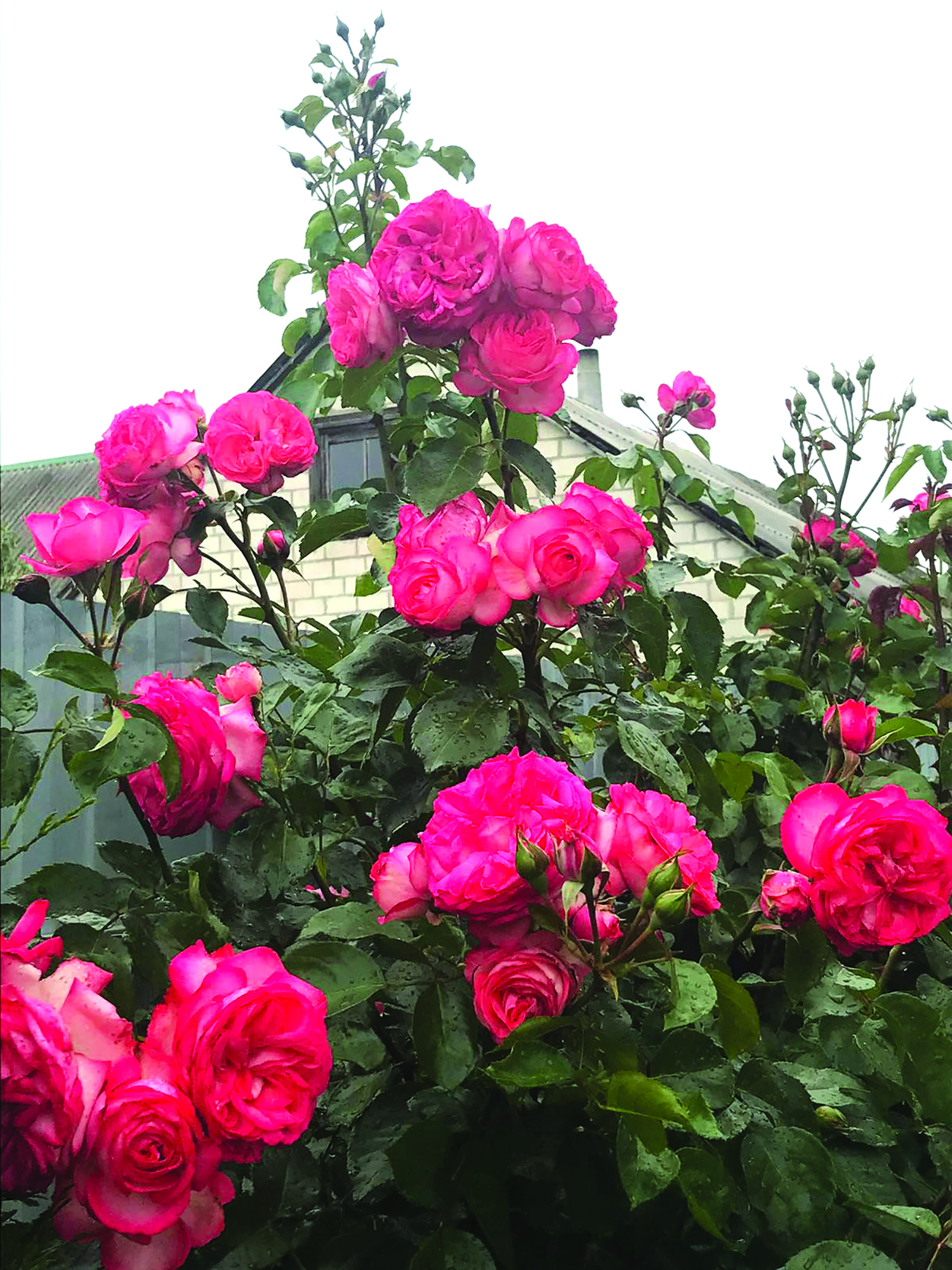 изображение viber 2025 11 03 09 45 09 274